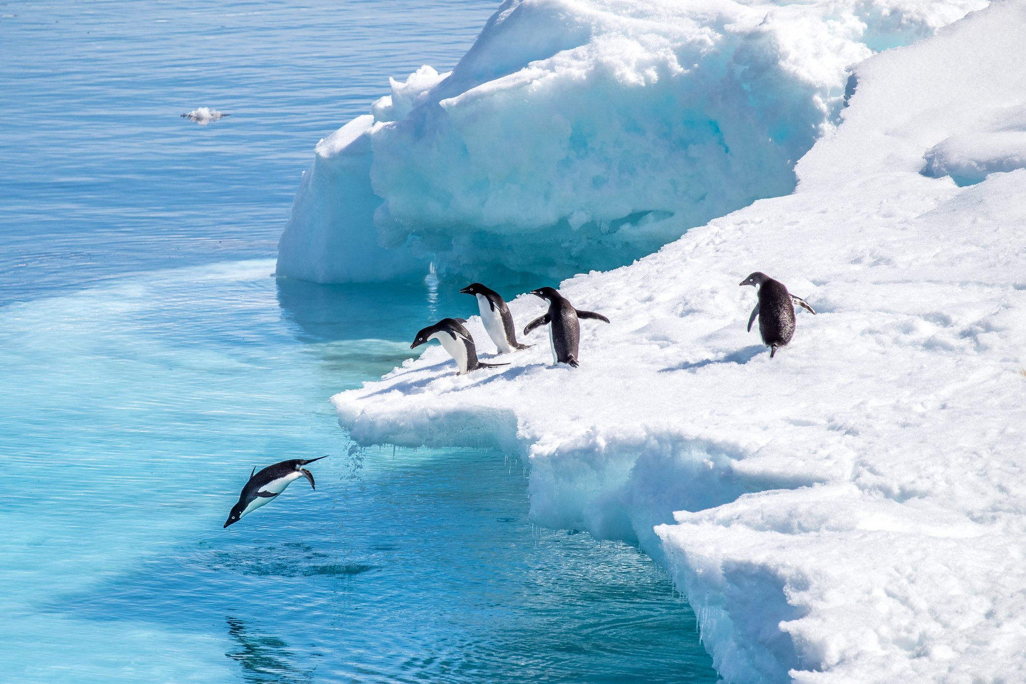 Pinguins em ação